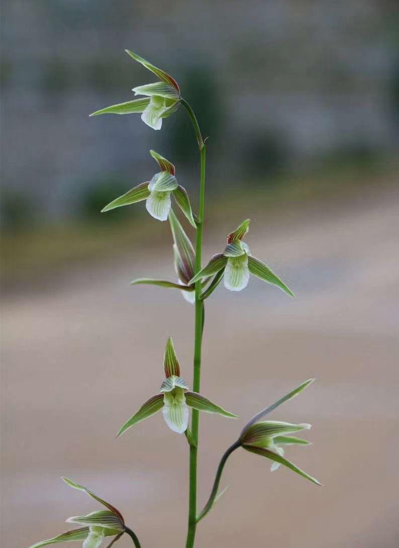 冠华兰苑直播见一物一拍专用10【一花一价，非标准定价】