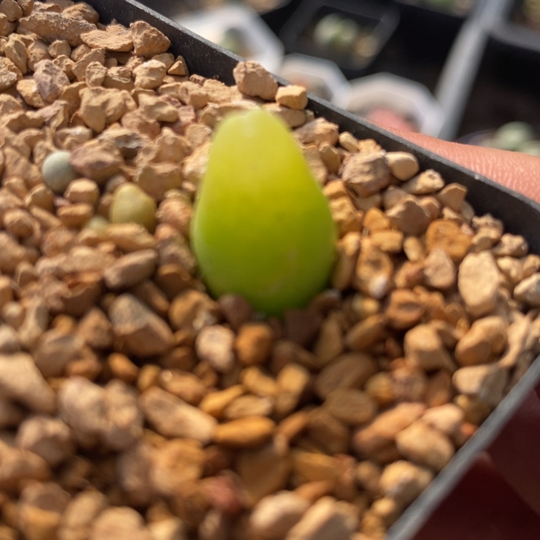 1448大葫芦一颗一颗