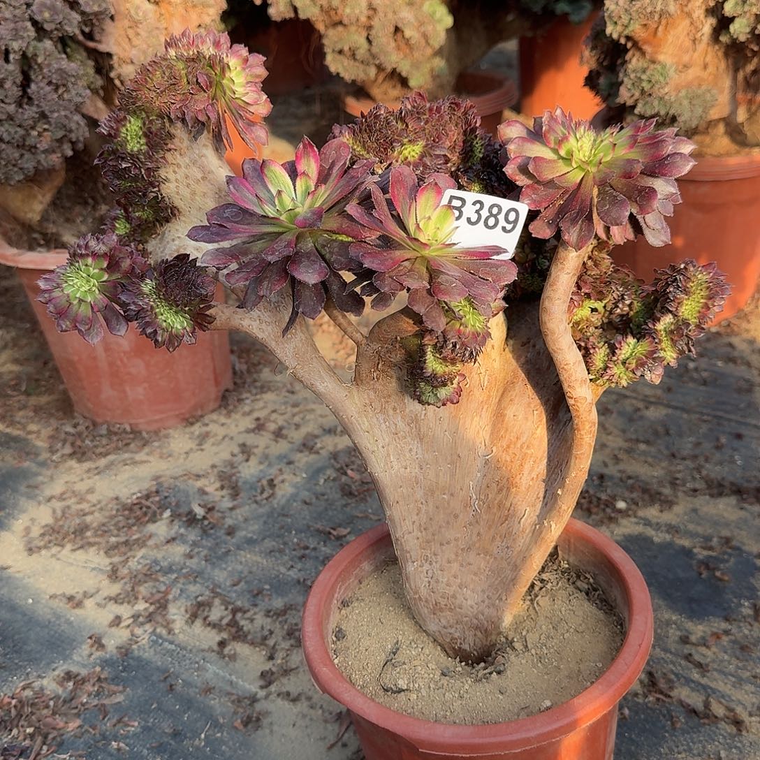 389红腹轮有伤一颗呀呀