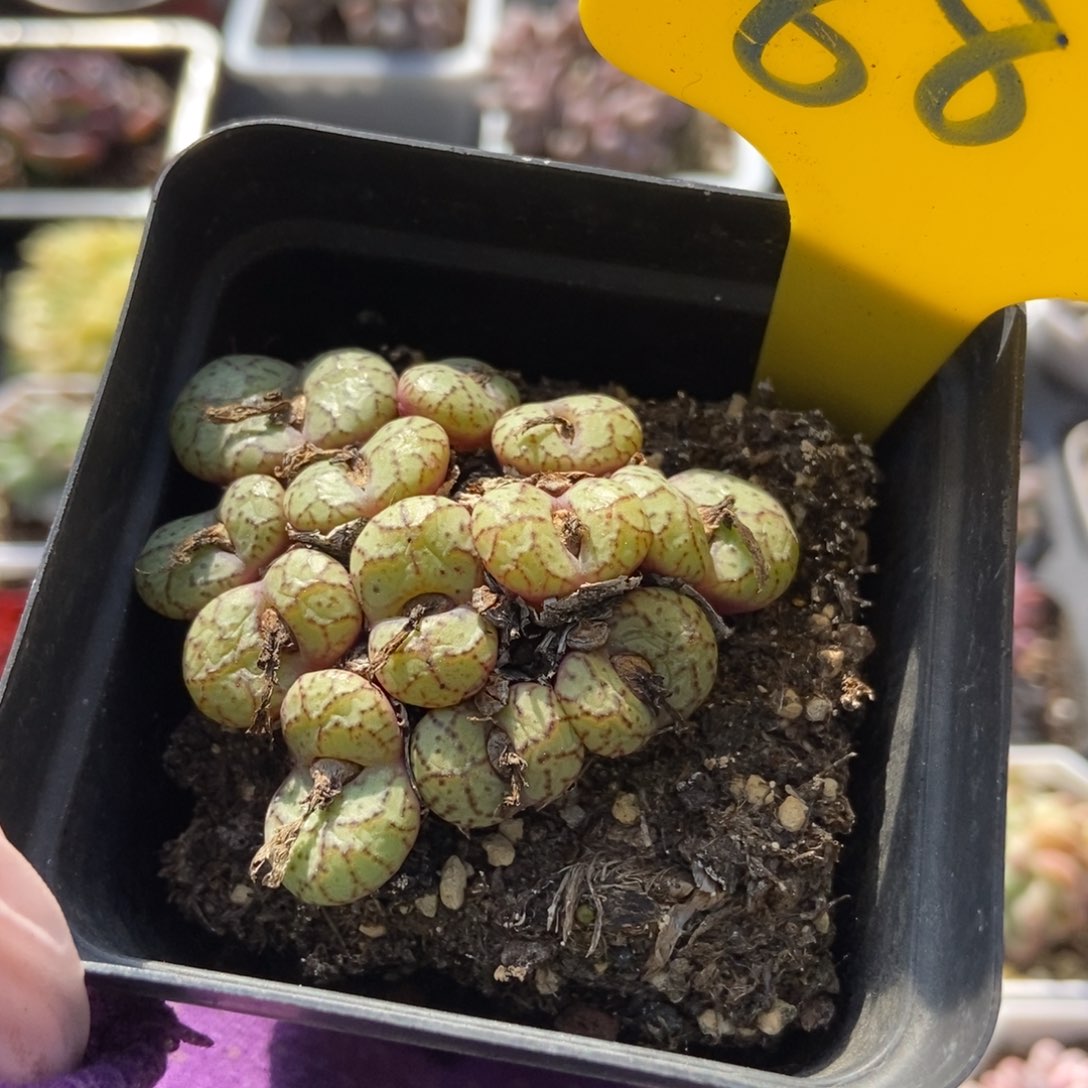 887安贞多肉植物保护