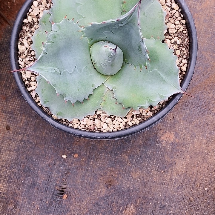 多肉植物龙蛇兰植物