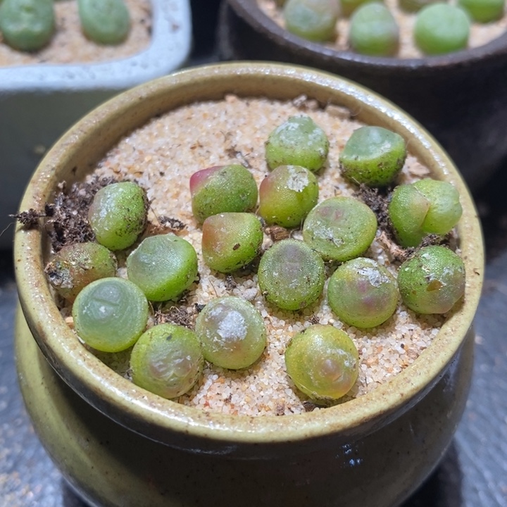 小拉登一颗 0.7厘米左右