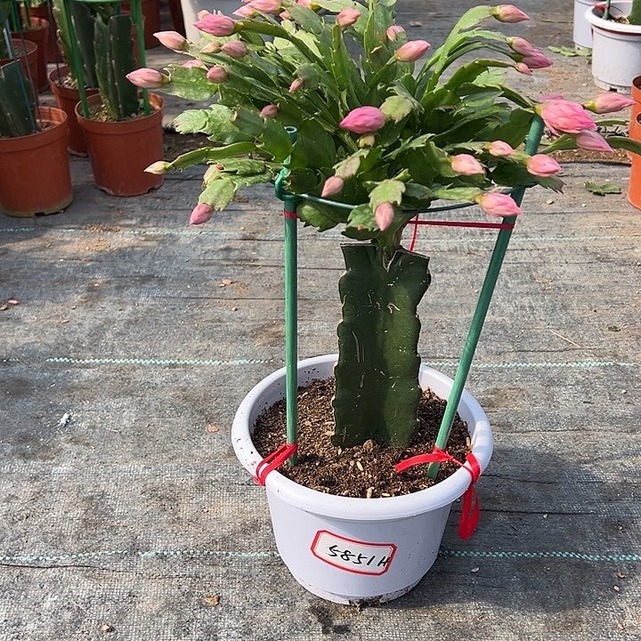 @***波白盆073蟹爪兰5851