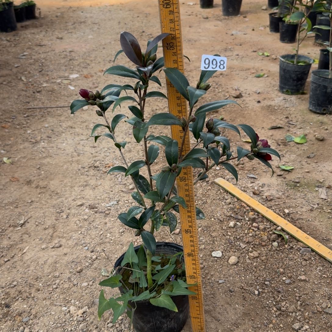 少量花朵（建议范围：2朵-5朵 或40%以下）998黑骑士