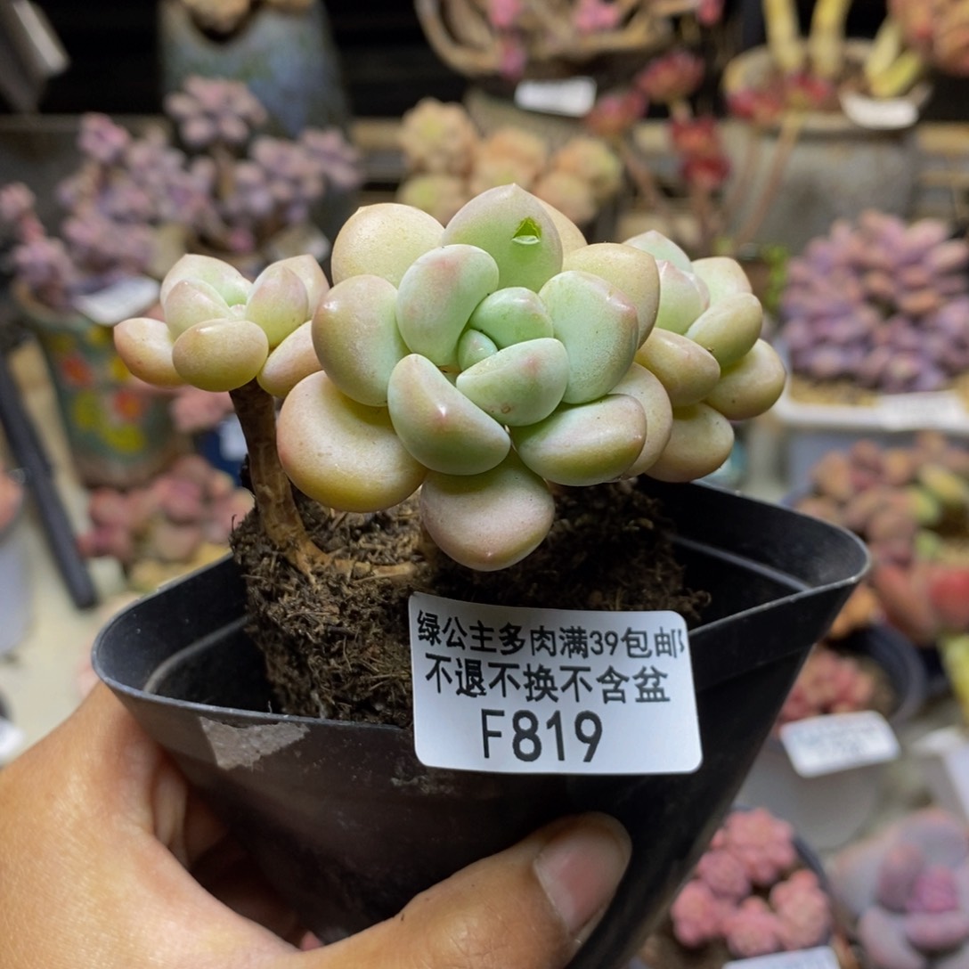 819泡泡糖多肉6c m