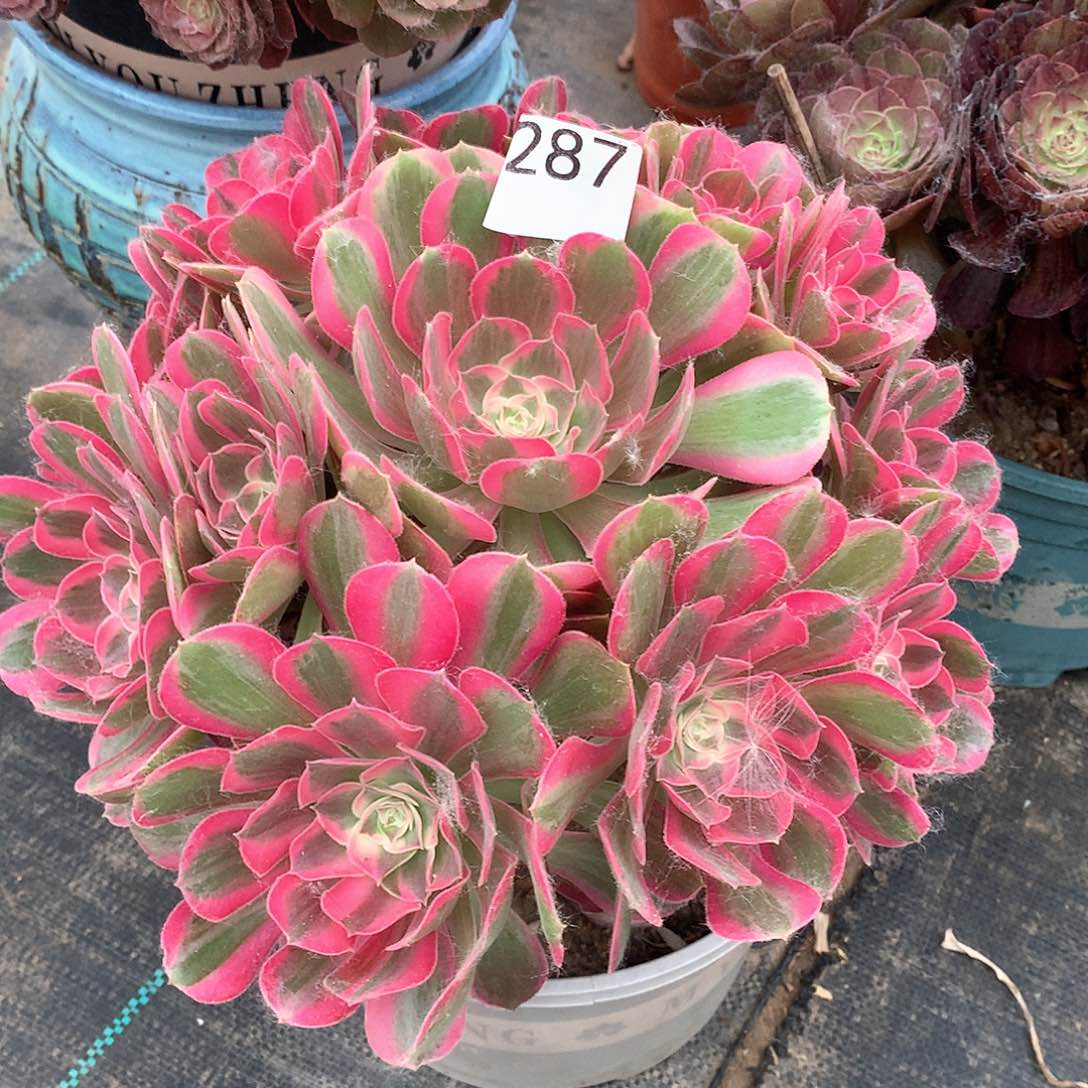 287.男神多肉植物