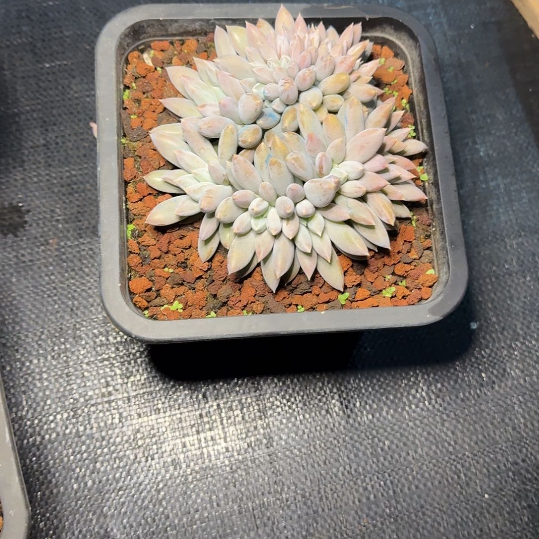 少***土多肉植物多肉植物