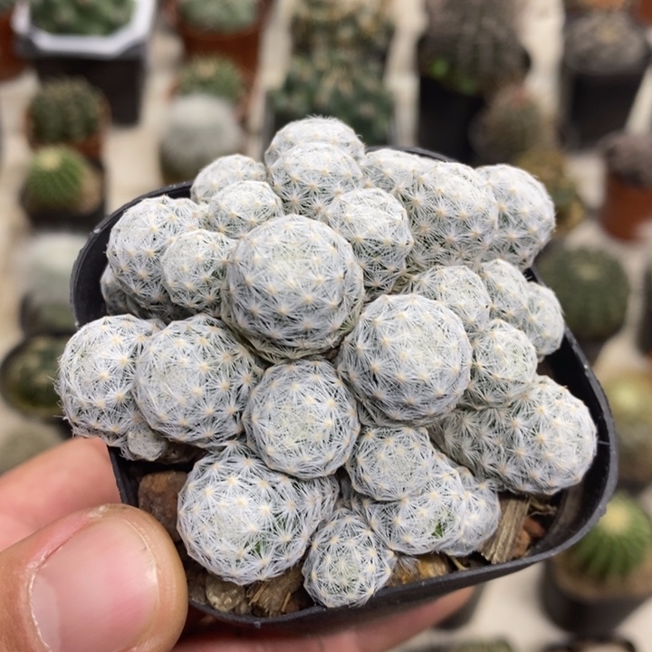 肌春心群特价福利