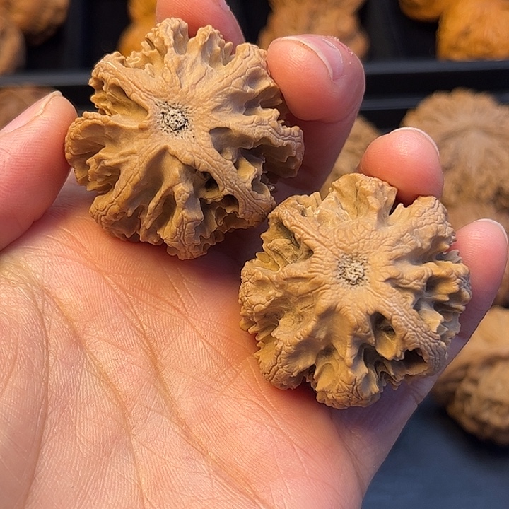 辉***哥核桃秦岭突突突突突突突突