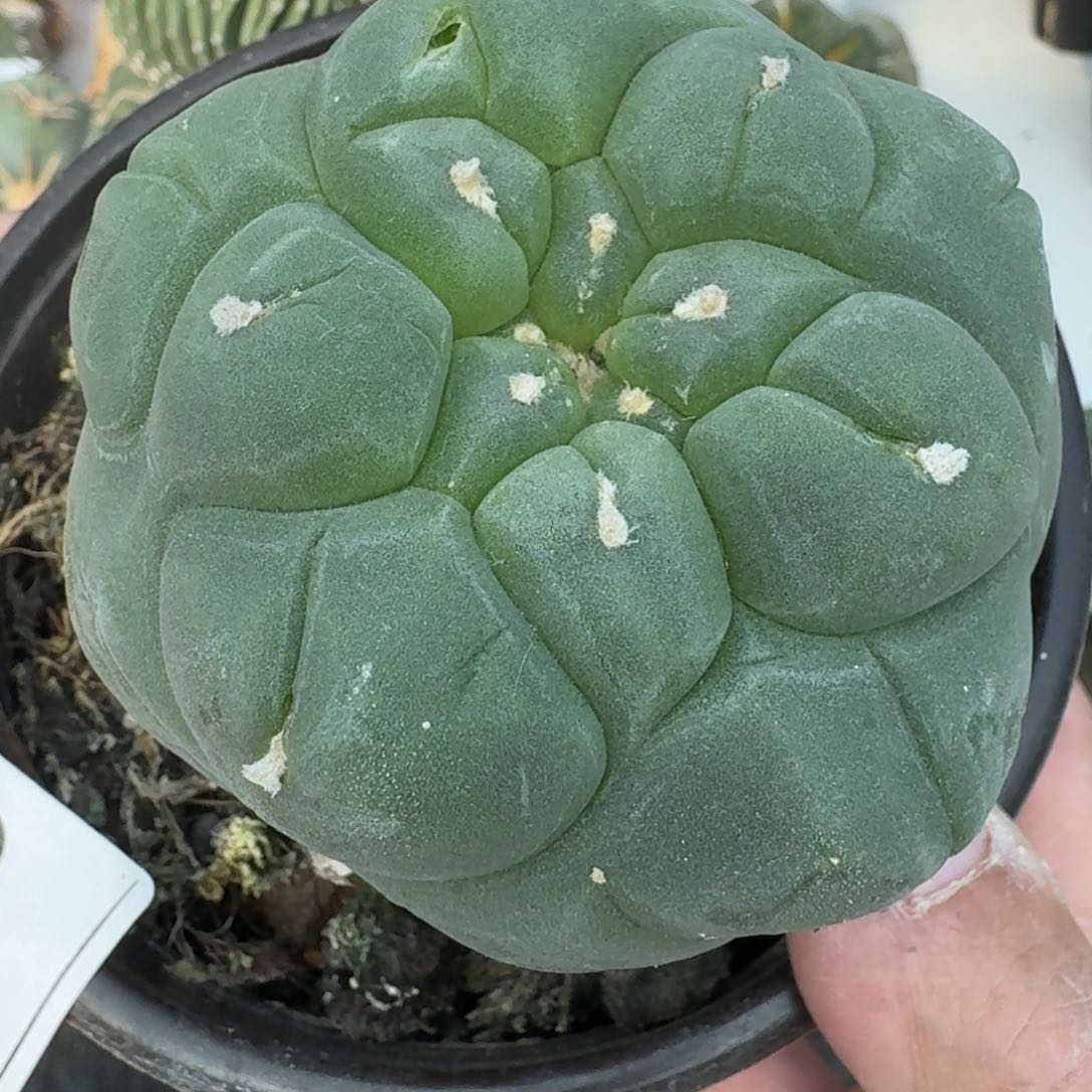 【闪购商品】大尤鲜585