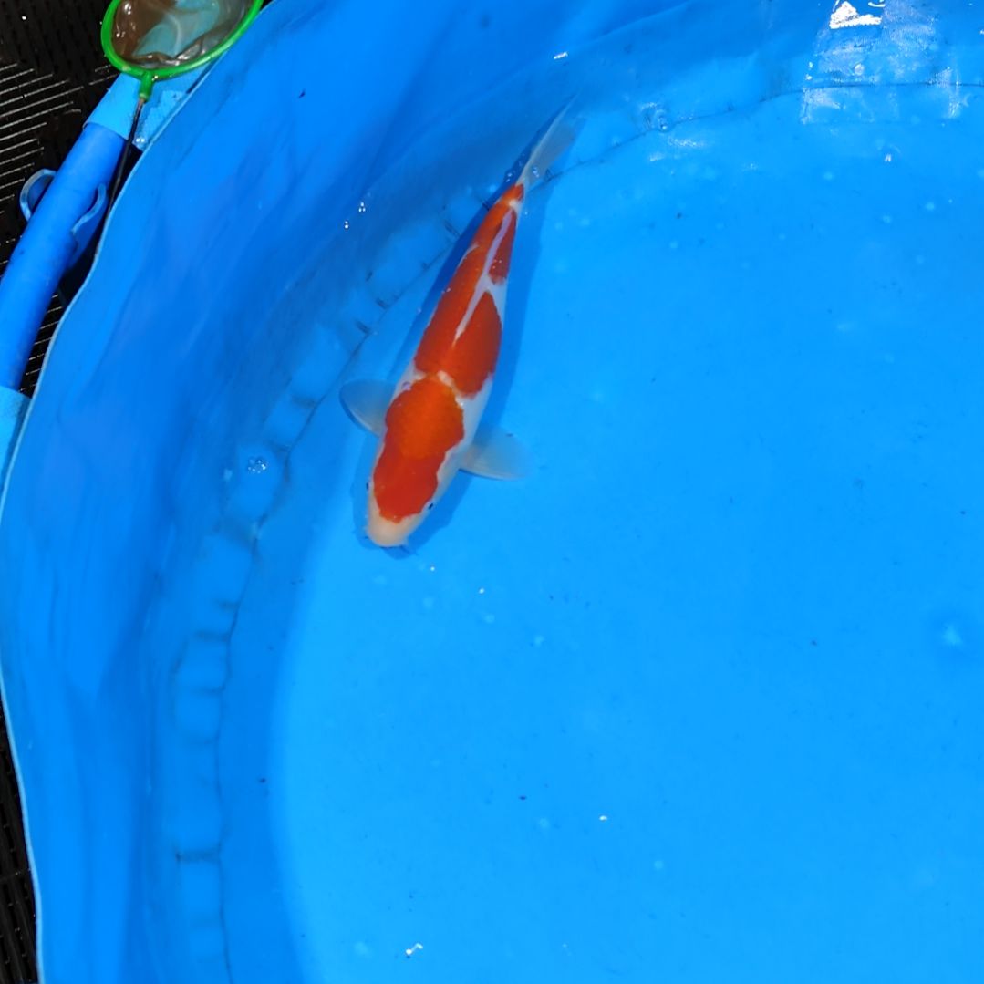 锦鲤28公分红白不寄养手术过
