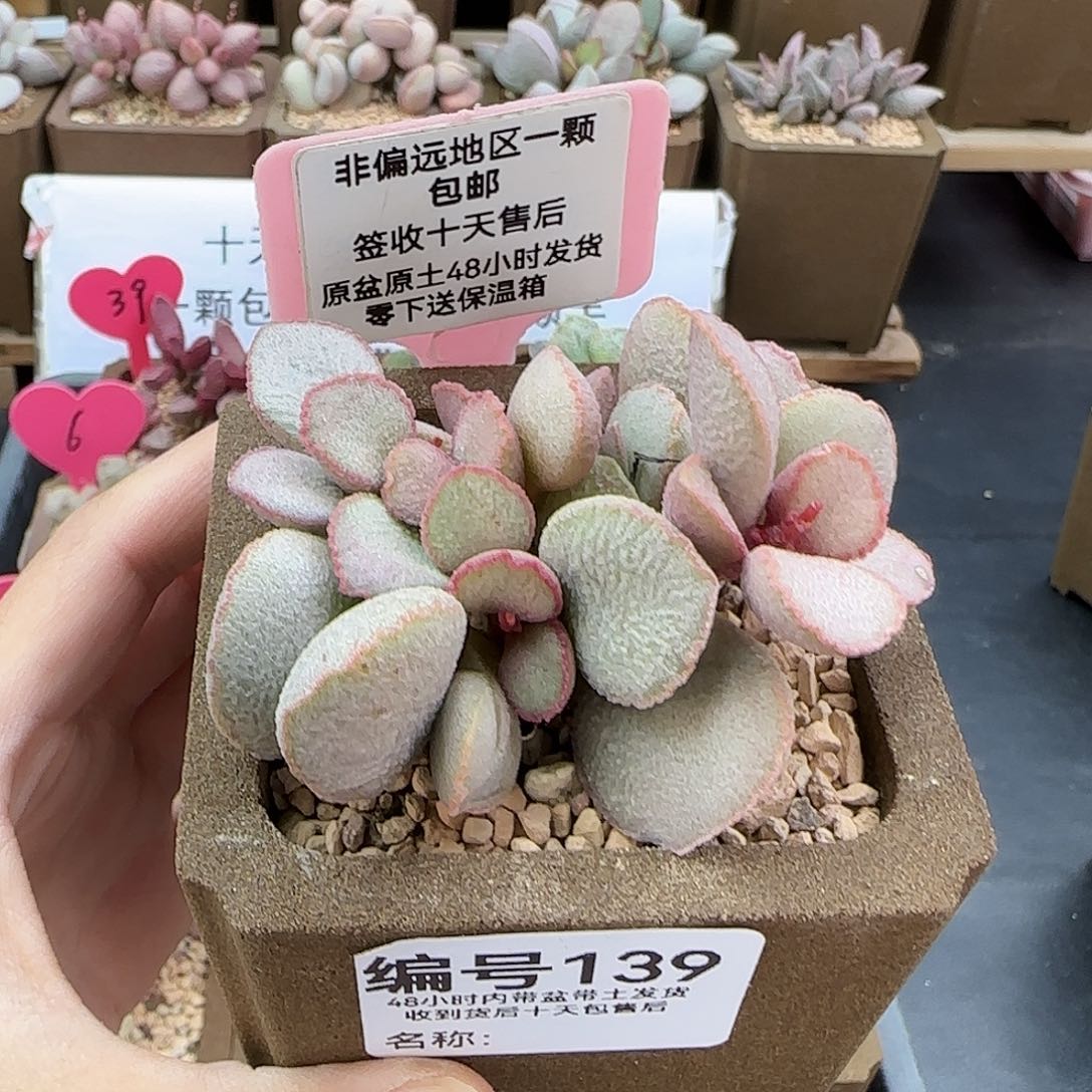 139妖姬多肉植物