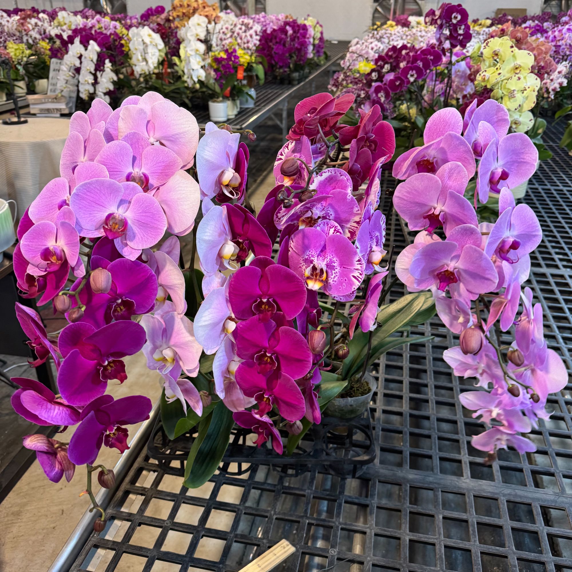 【红粉色系大花4颗】随机发  鲜花 蝴蝶兰 耐开耐养 室内花卉