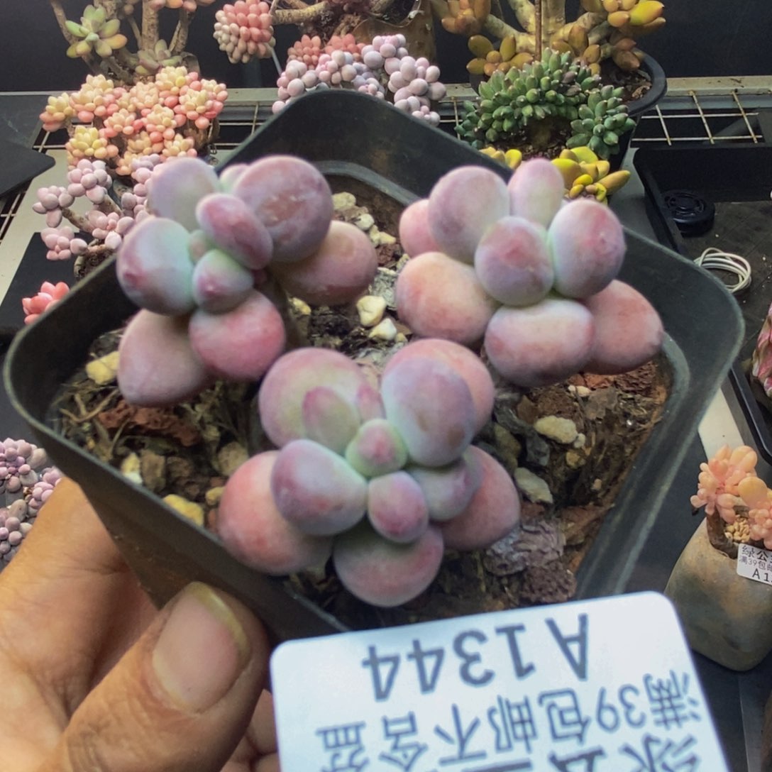 344苹果奶一代多肉5c m