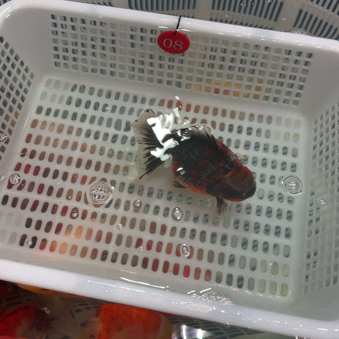 你***么金鱼你好吗我好想你啊