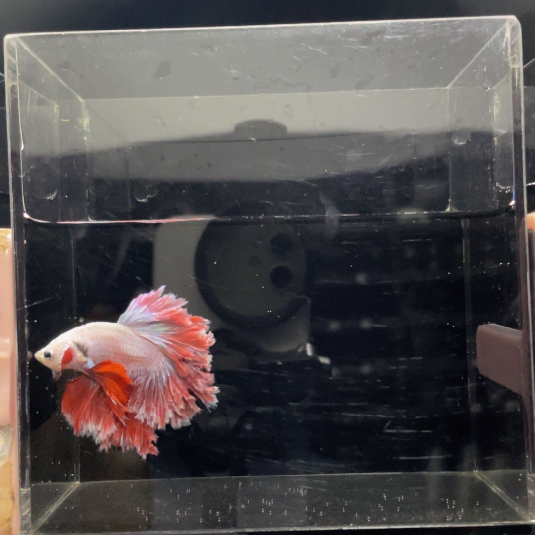 斗鱼哈哈试试试试533