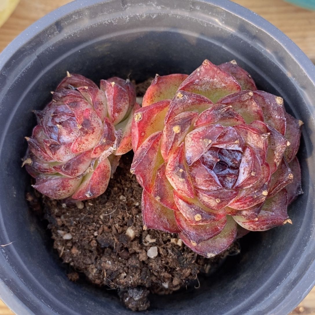 可问主播品种，下滑链接更多品种多肉选择