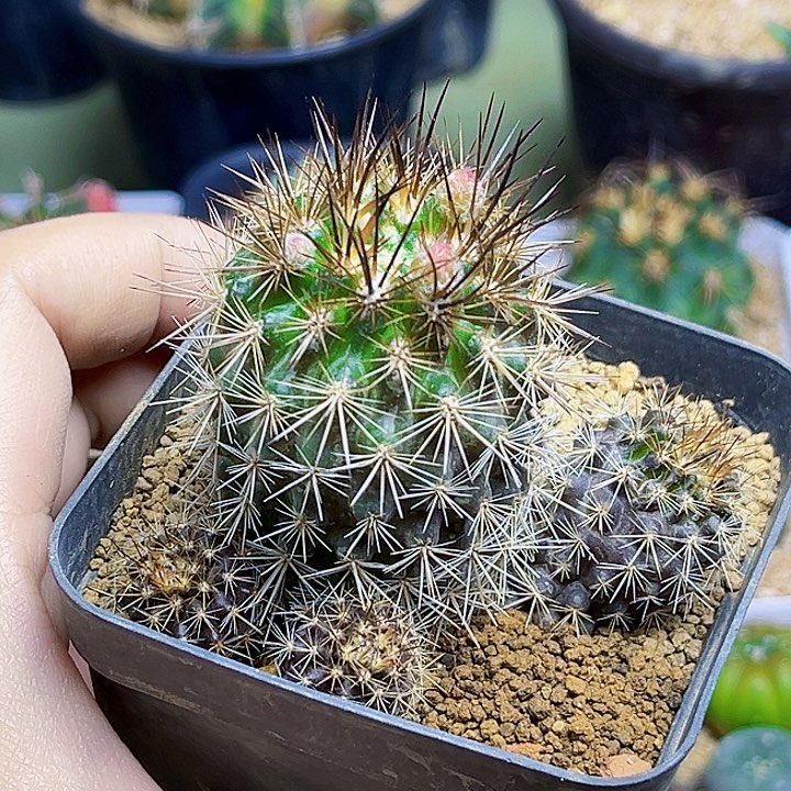 逆龙玉实生球群一颗