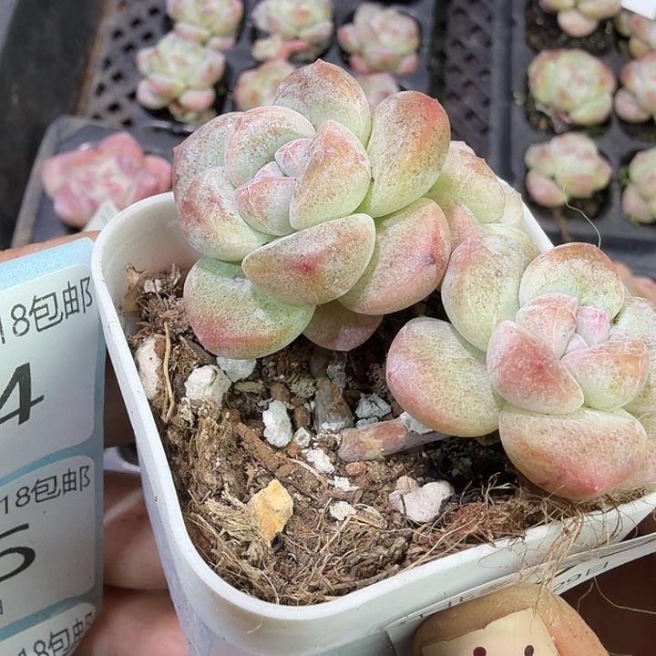 133 号到手1框一物一拍