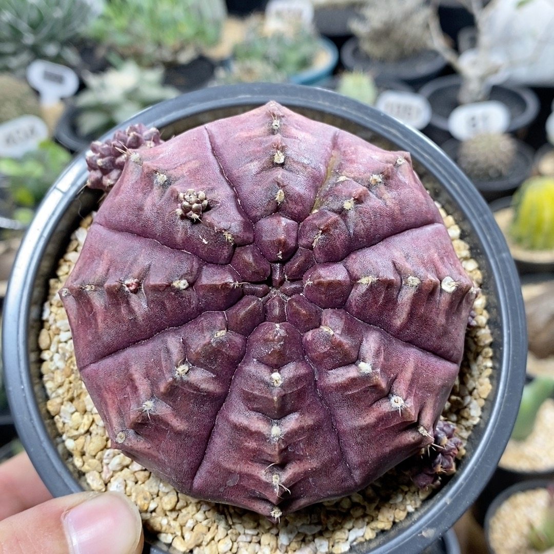 545号大单头梦想8.5cm