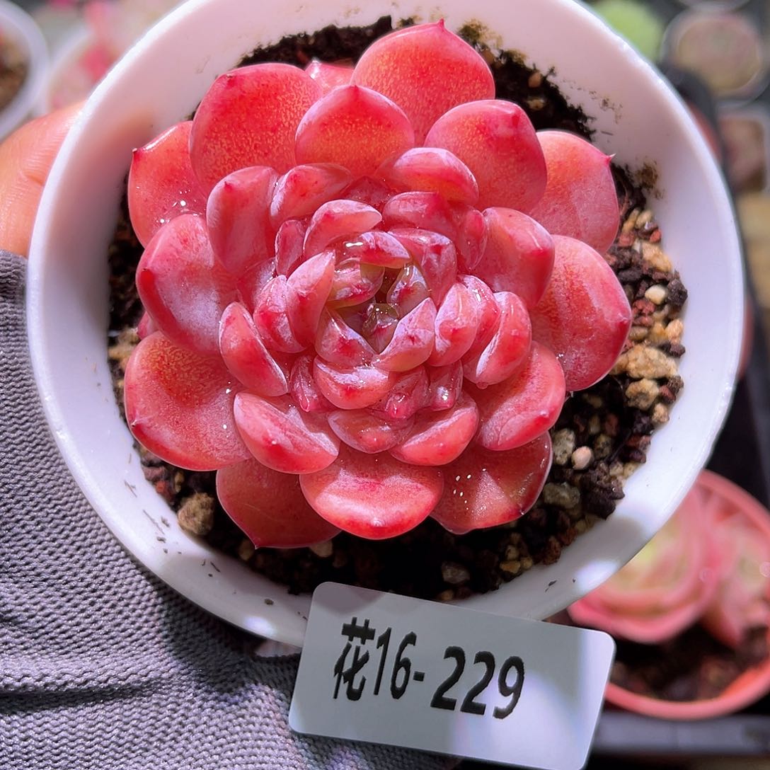 花16-229秋池单头