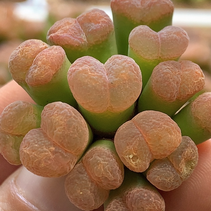 新年福利 特特特特 肉锥植物