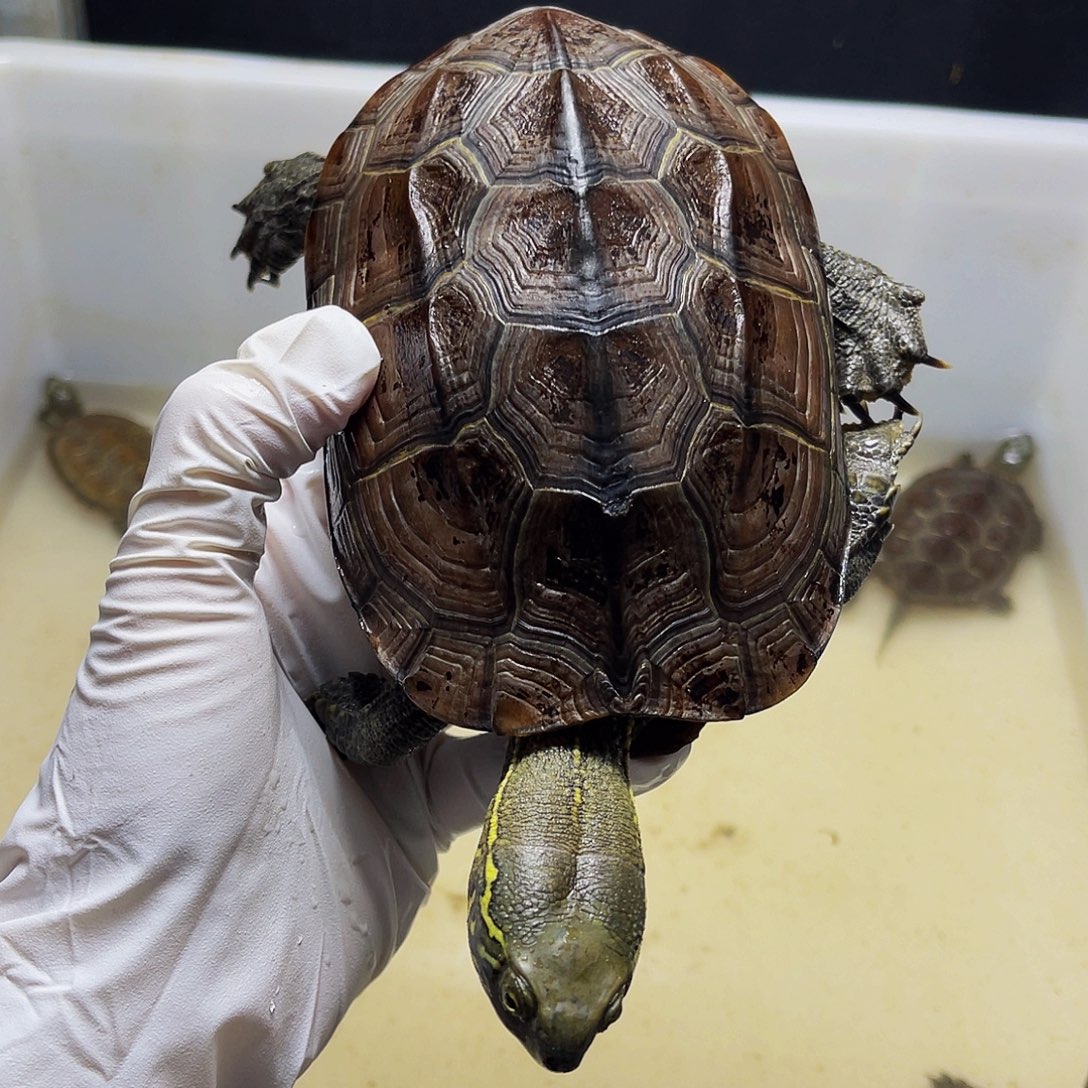 中华草龟母12346689