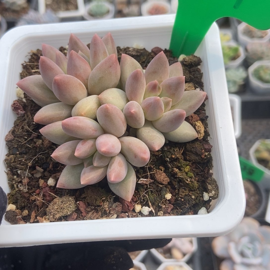 6701车厘子多肉植物保护