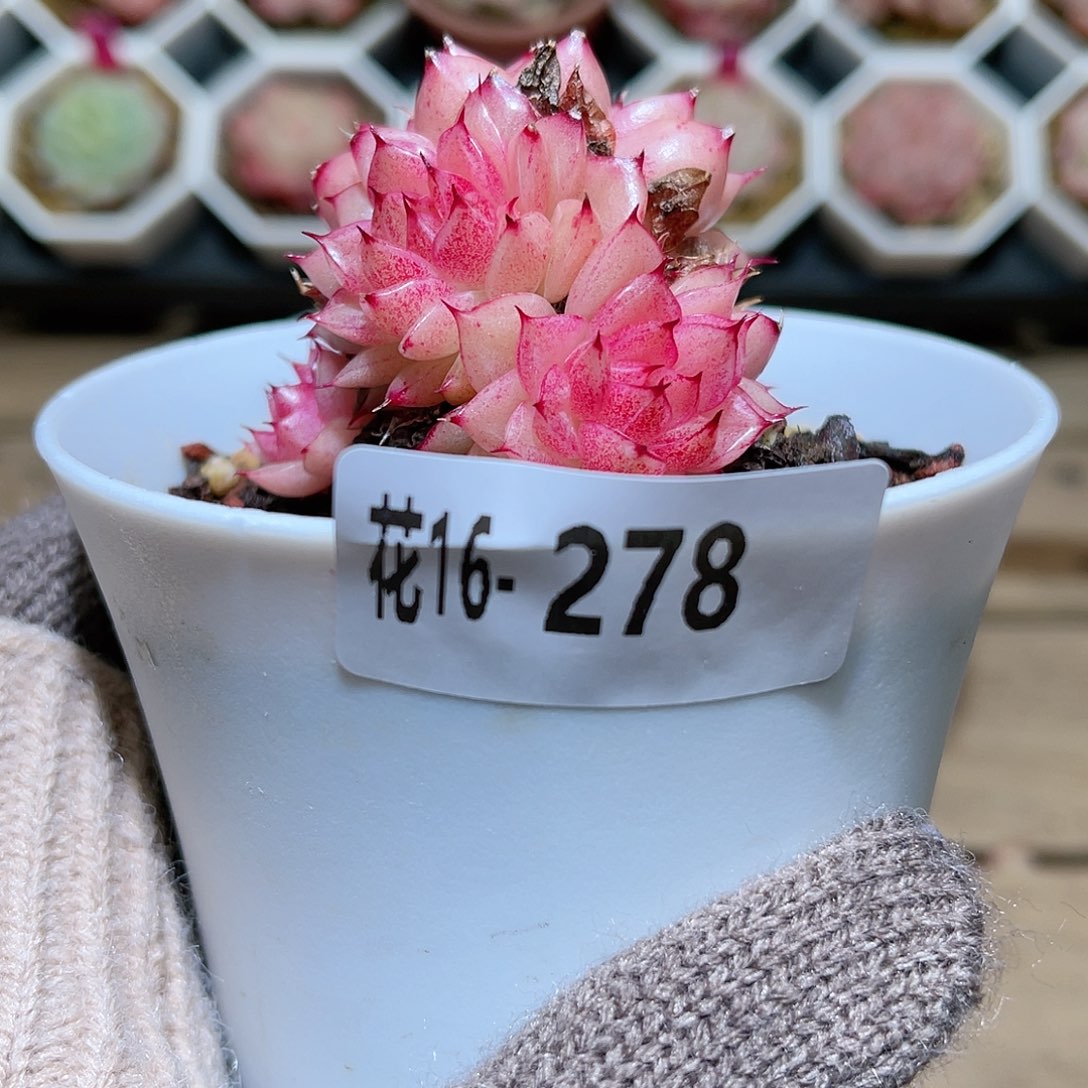 花利美16-278麦秆