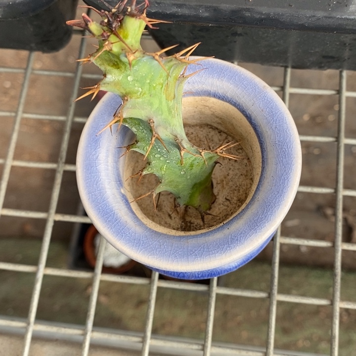 年**榆伯克利的故事是一个人的