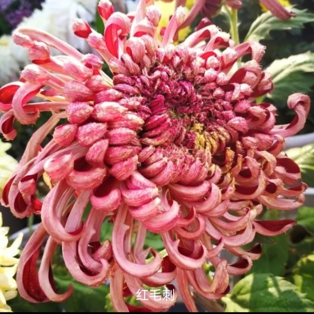 九月大花菊《红毛刺》菊花大苗 一款带毛毛的菊花