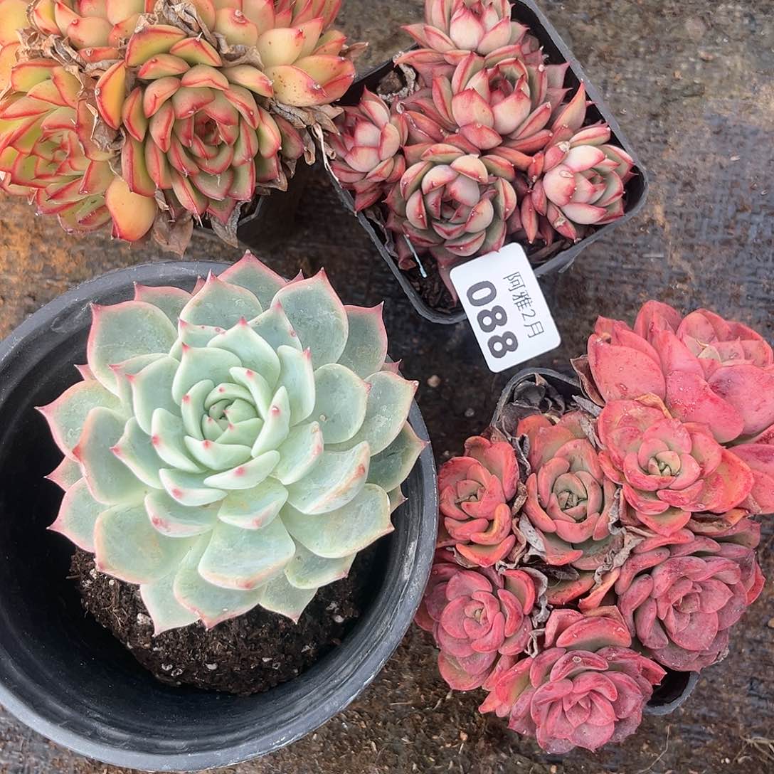 阿雅园艺。    088