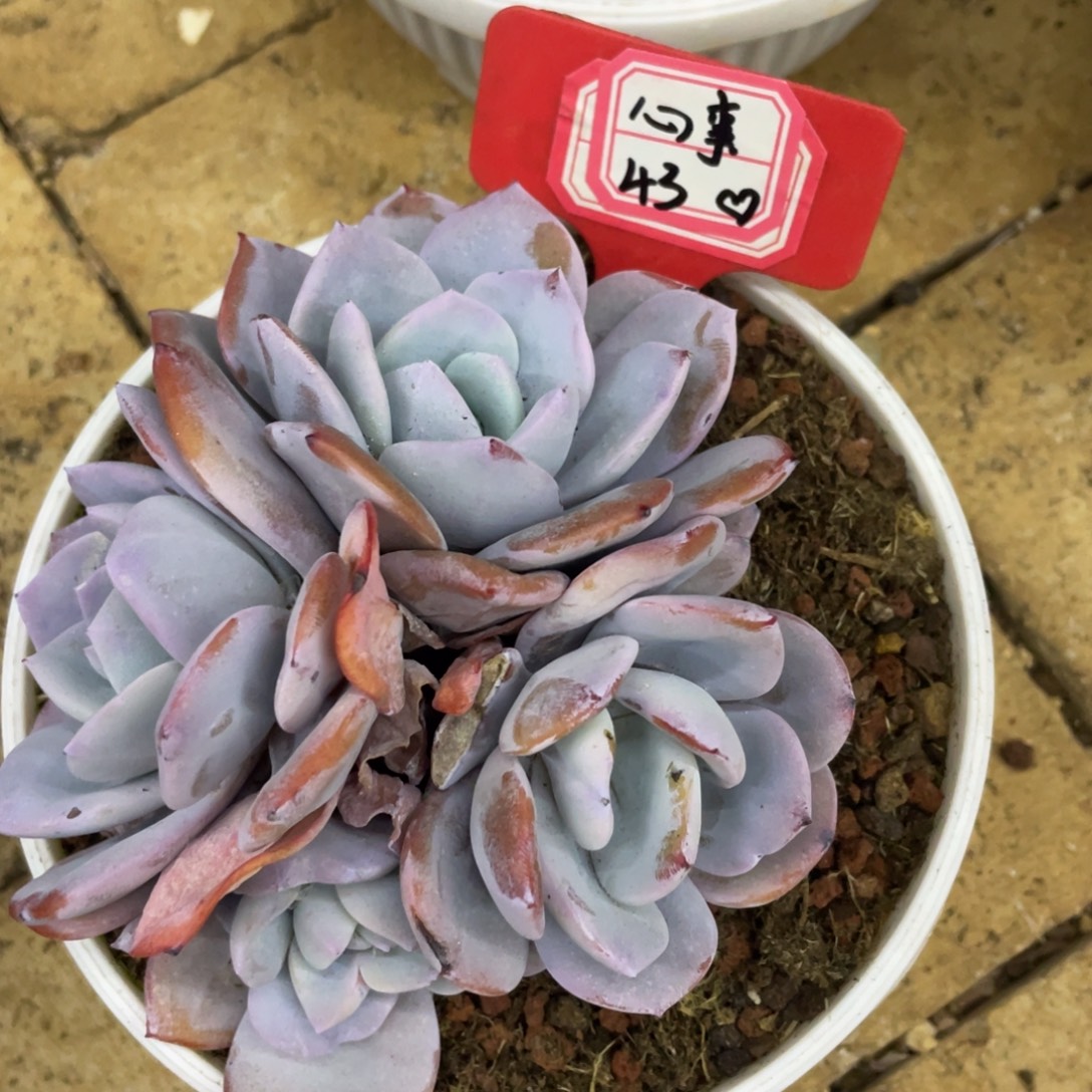 心***事奶茶多肉 心事43、             