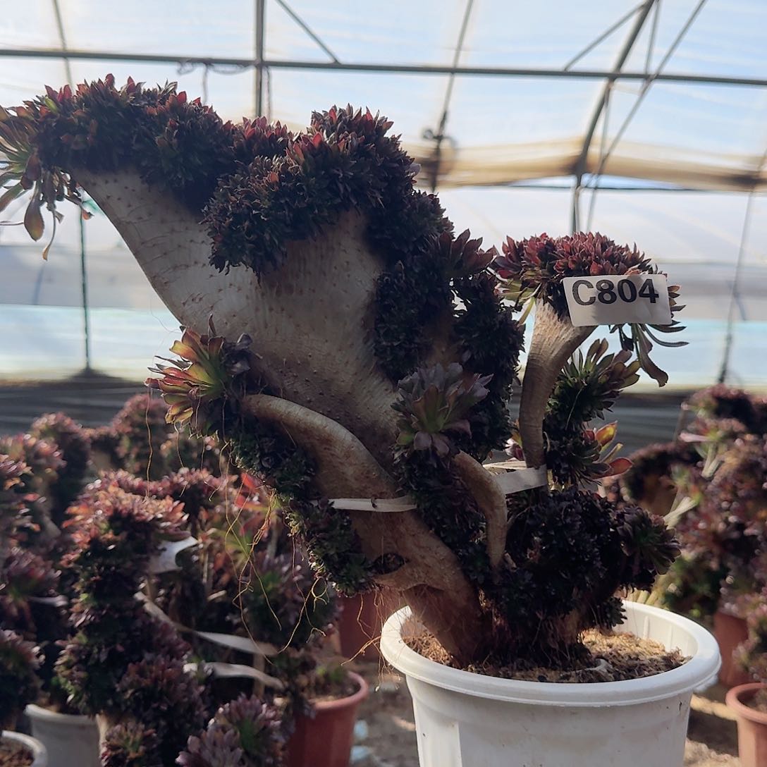 804黑法师一颗呀呀