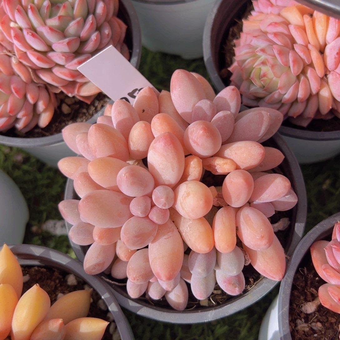 北***?香玉的故事是一个人的故事