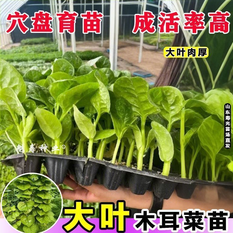 特大圆叶木耳菜苗子种子蔬菜种子耐高温高湿阳台盆栽易种木耳菜