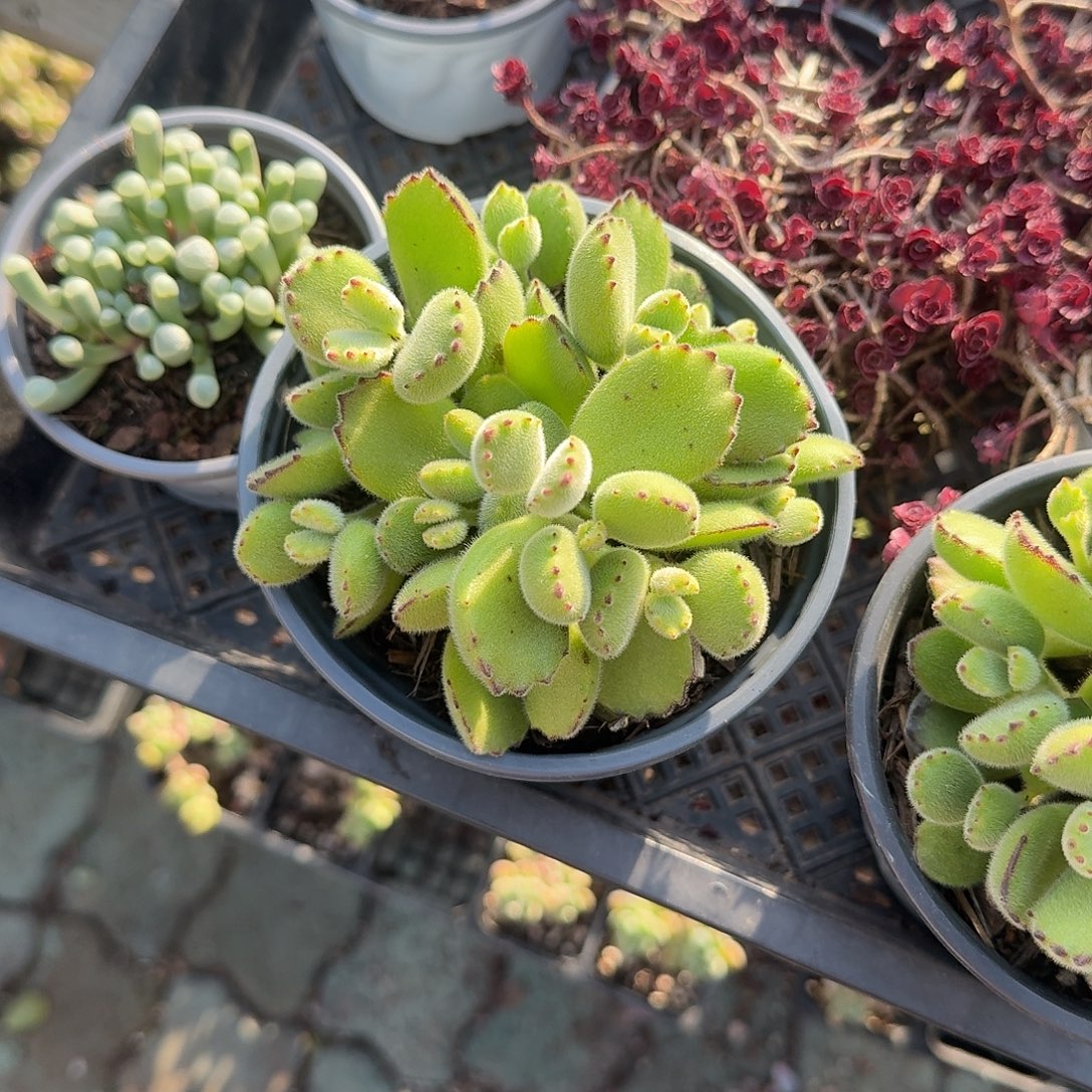 熊童子群生多肉植物精品