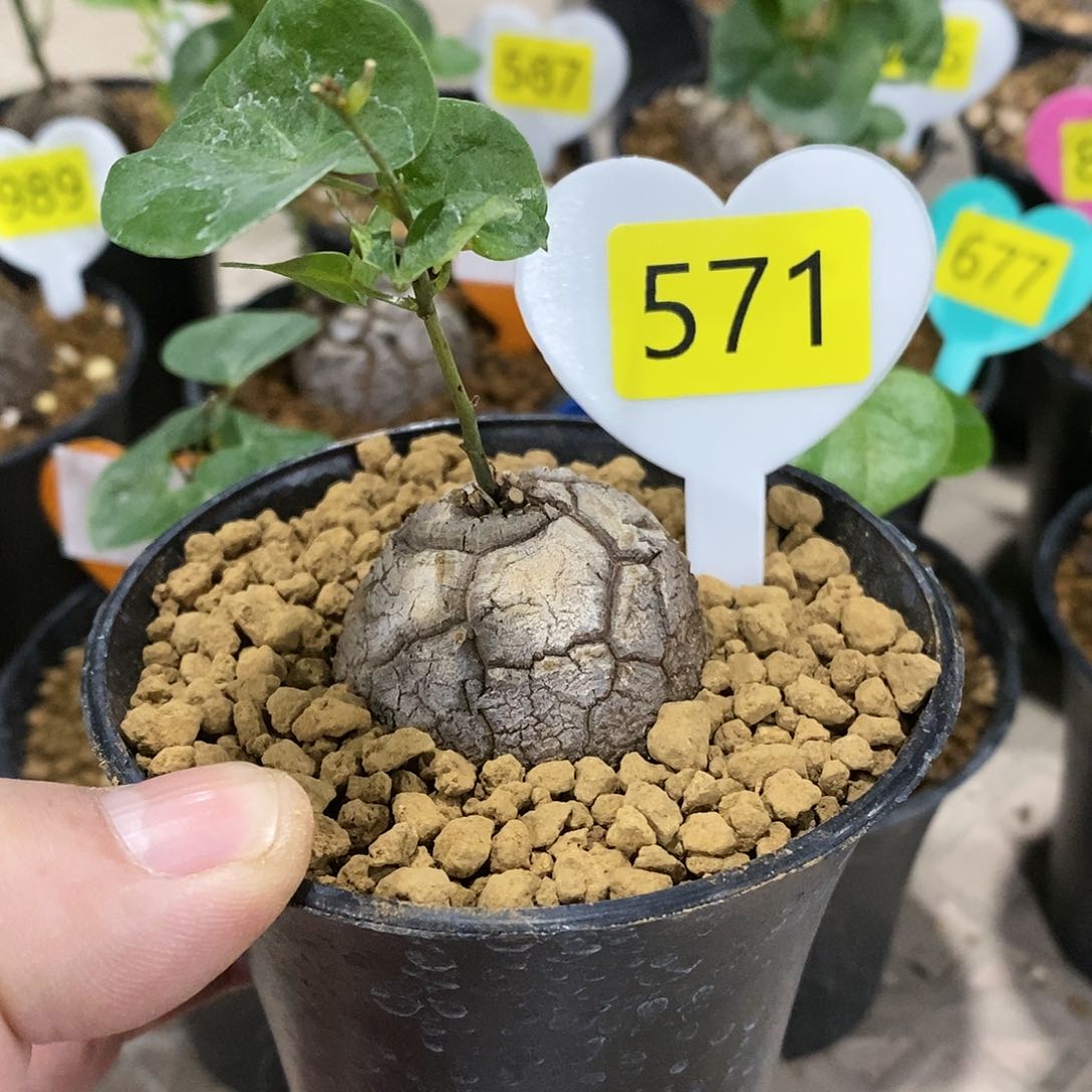 南非龟甲龙龟甲龙