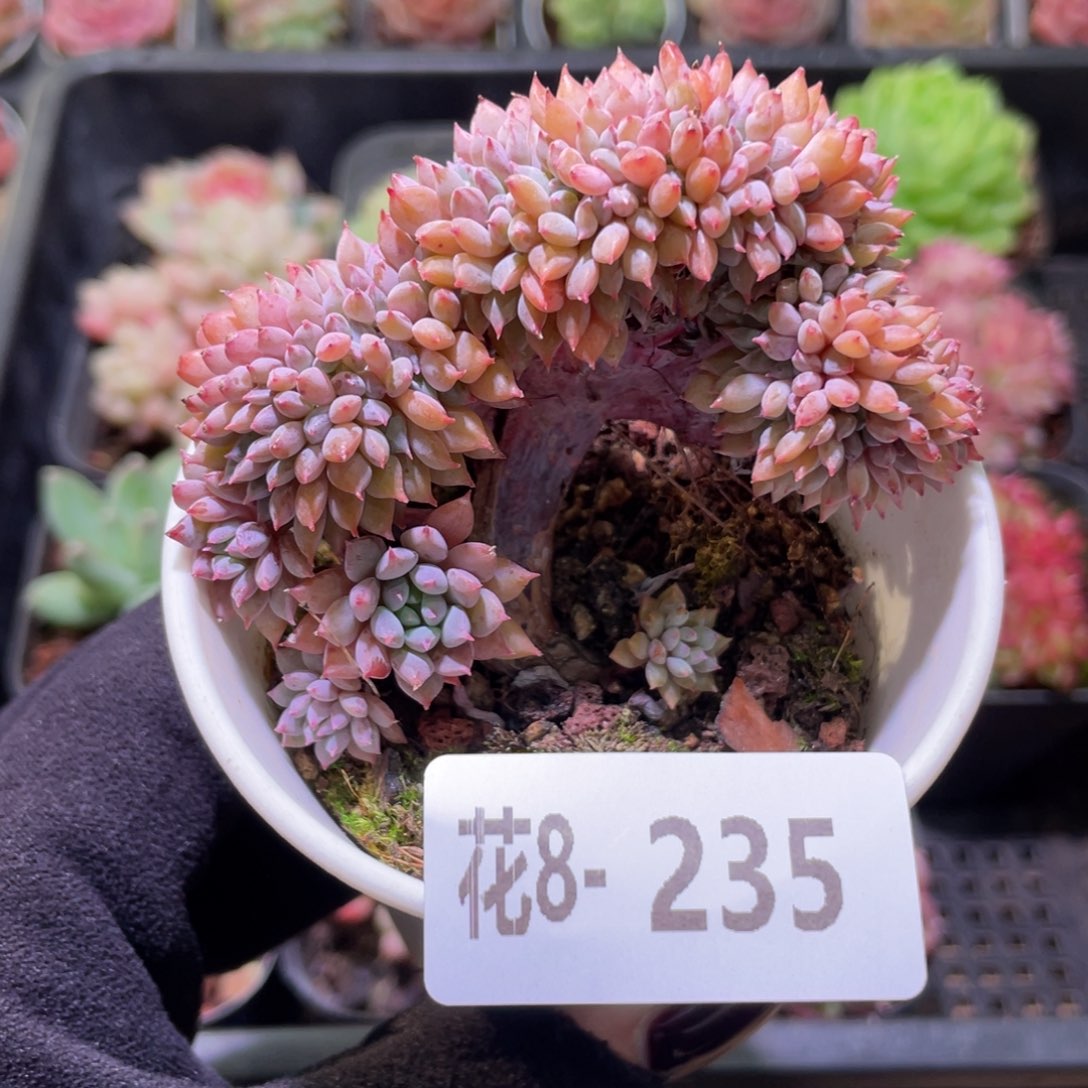 花利美8-235莱恩小精灵缀化