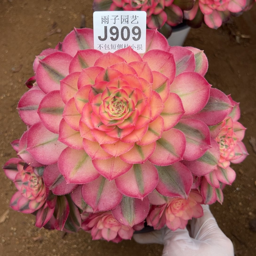 909倾城尺寸20左右