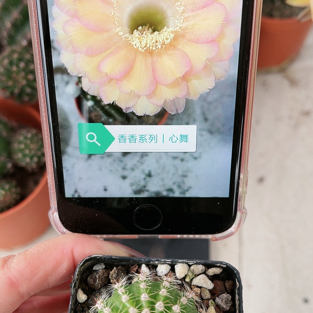 彩草心舞3公分左右带根