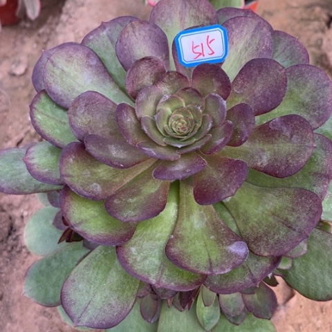 515多肉植植物万圣节