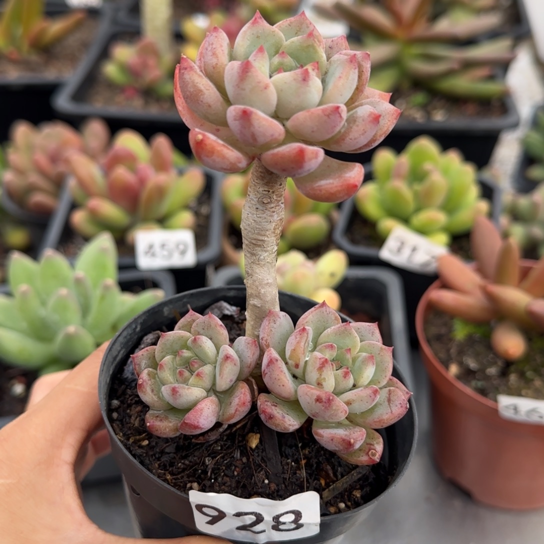 928号一物一拍一物一拍