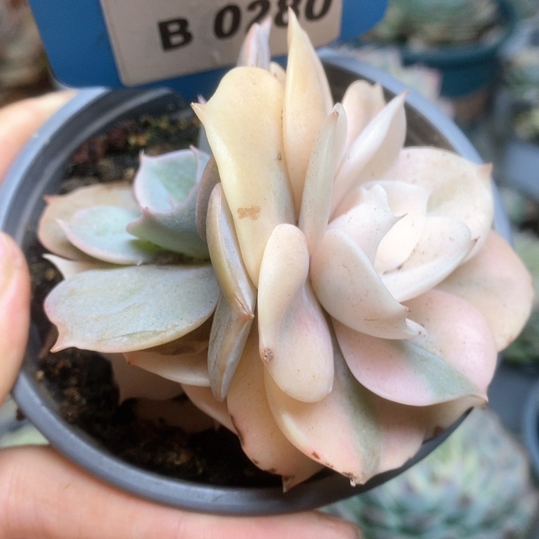 280双子座锦锦锦锦锦锦