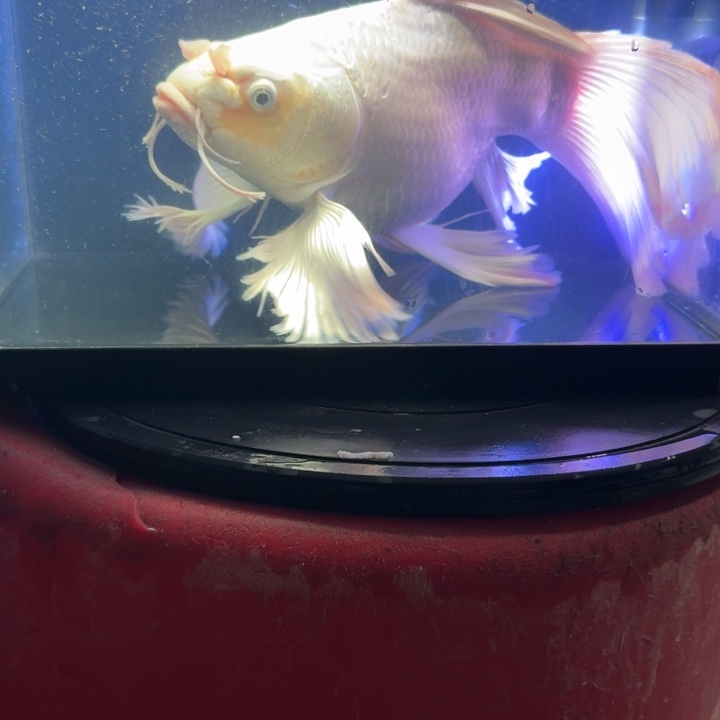 熊***-海水鱼蝴蝶鲤600元