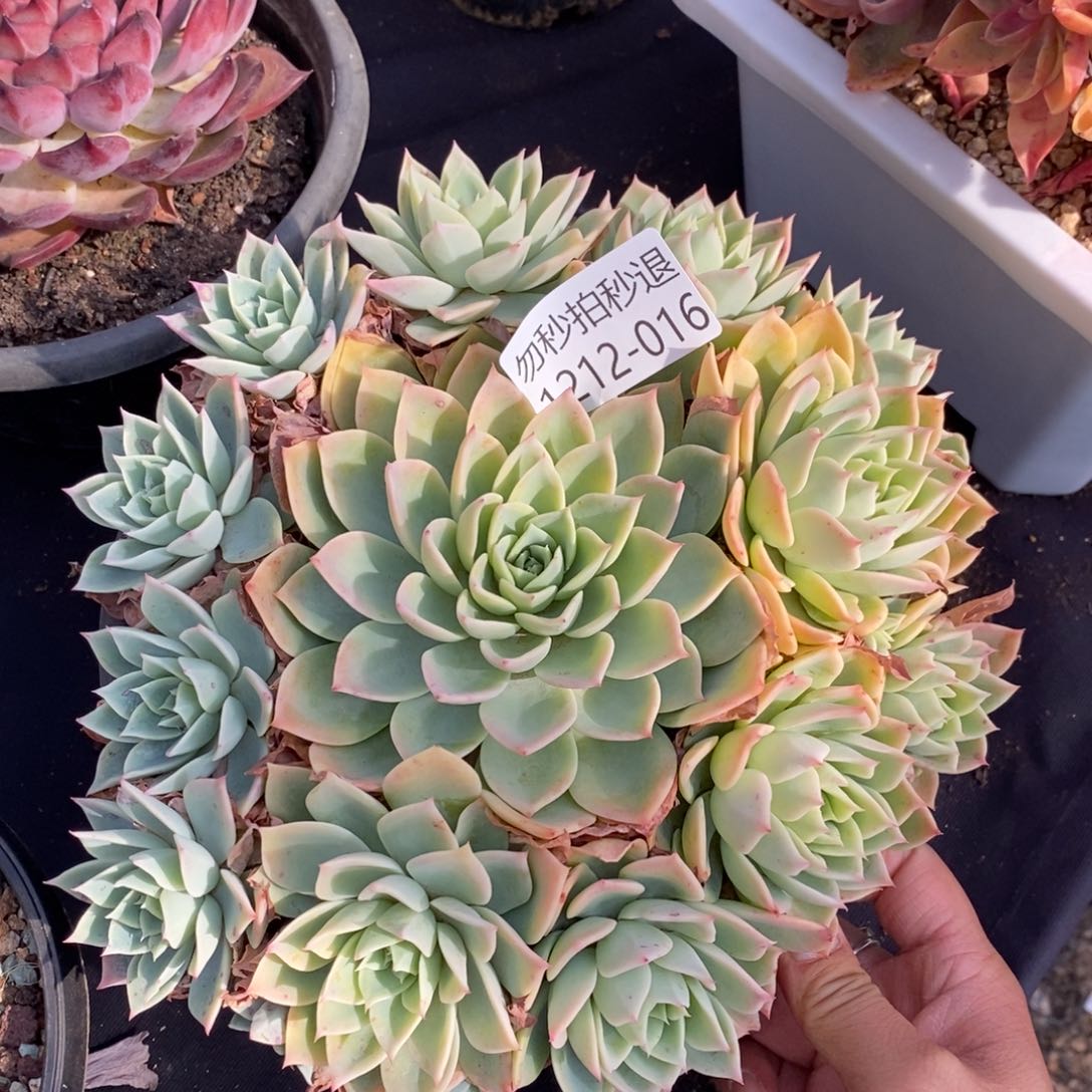 两单包邮1212-16三色堇