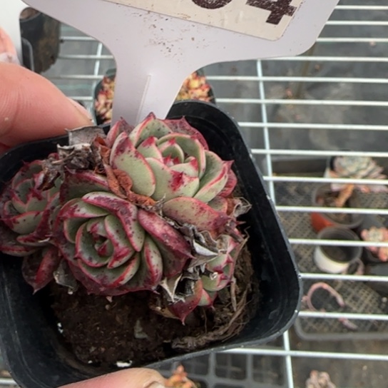 54爱火满18包邮多肉