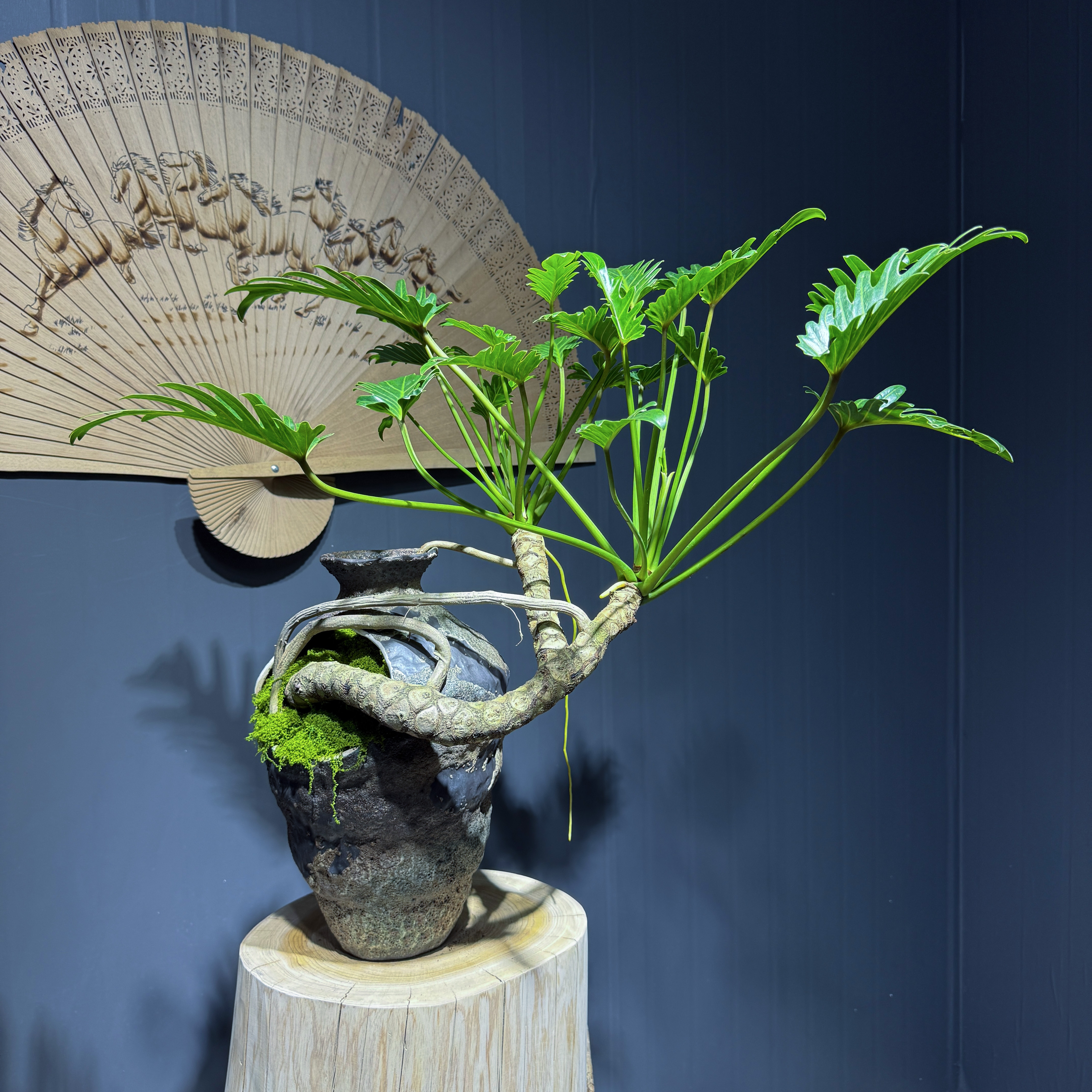 耐阴好养活的龙鳞小天使绿植，给室内茶空间带来清新古朴，四季常青