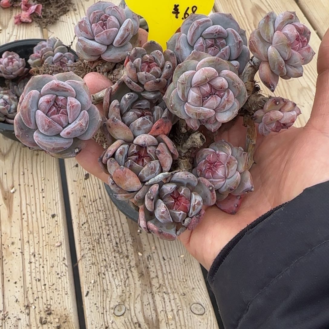 A12突尼斯有瑕发货多肉