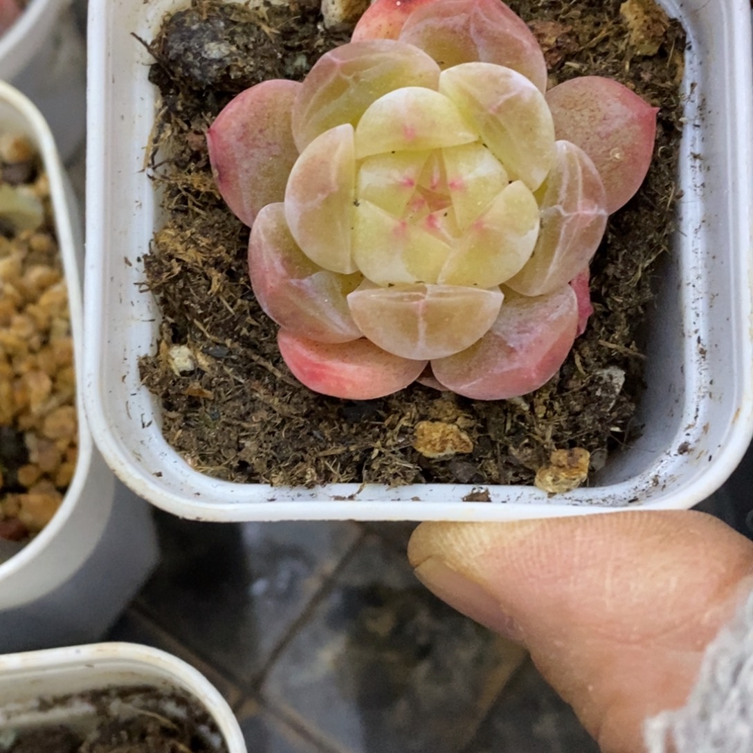 精品多肉一物一拍不包整176